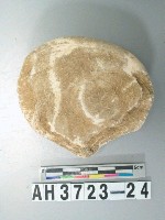 藏品(小型螺蓋製貝刮器)的圖片